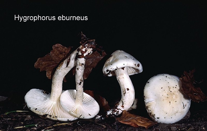 Hygrophorus eburneus-amf925.jpg - Hygrophorus eburneus ; Syn: Limacium eburneum ; Nom français: Hygrophore blanc d'ivoire